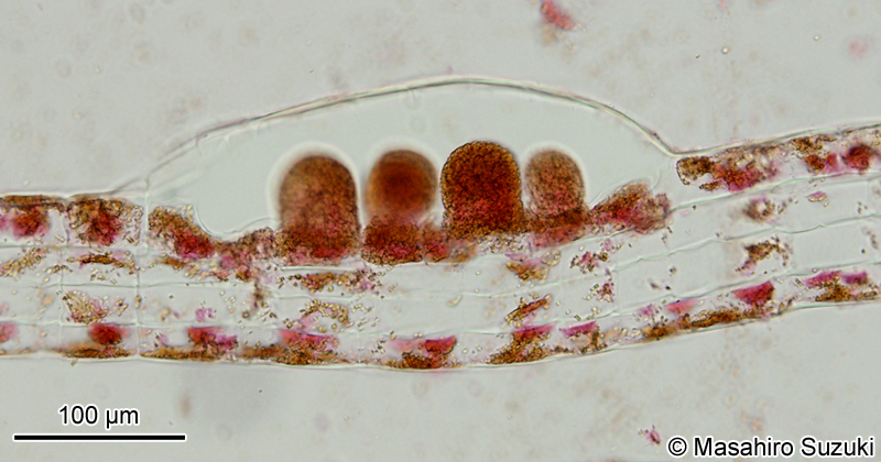 コナウミウチワ Padina crassa